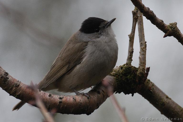 ENE-20100224-0070.jpg - [nl] Zwartkop ( Sylvia atricapilla ) | Ommeren, Nederland[en] Blackcap ( Sylvia atricapilla ) | Ommeren, The Netherlands